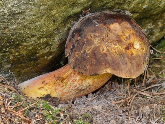 hríb zrnitohlúbikový Sutorius luridiformis (Rostk.) G. Wu & Zhu L. Yang