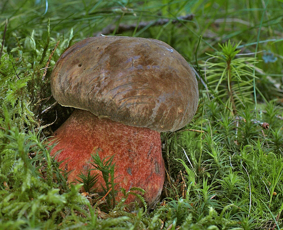 hríb zrnitohlúbikový Sutorius luridiformis (Rostk.) G. Wu & Zhu L. Yang