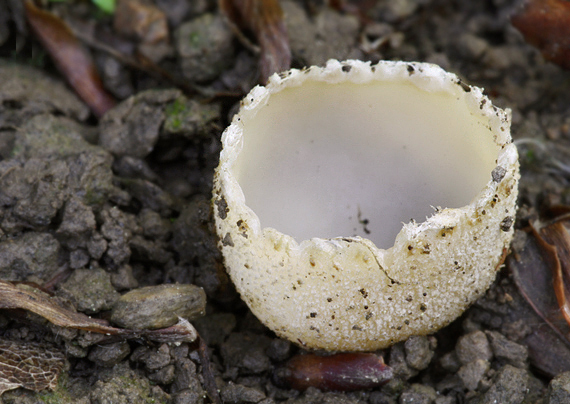 tarzeta zúbkatá Tarzetta cupularis (L.) Svrček