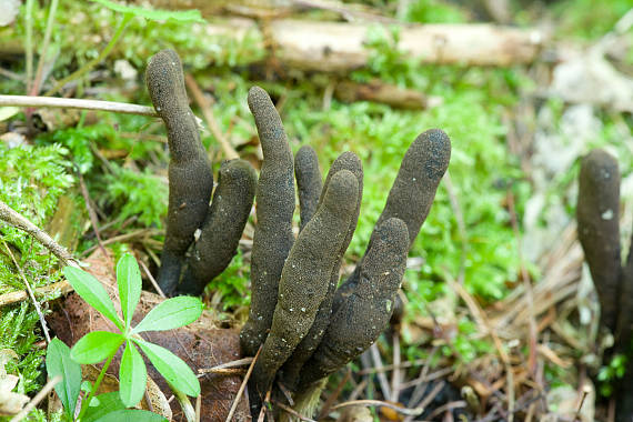 dřevnatka dlouhonohá Xylaria longipes Nitschke