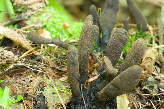 dřevnatka dlouhonohá Xylaria longipes Nitschke