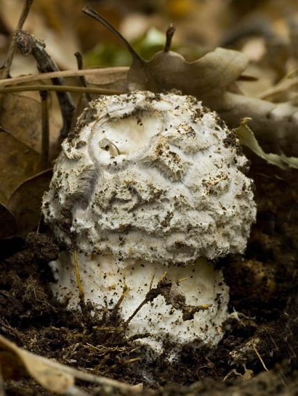 muchotrávka šiškovitá Amanita strobiliformis Gonn. & Rabenh.