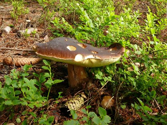 hřib smrkový - Hríb smrekový Boletus edulis  Bull.