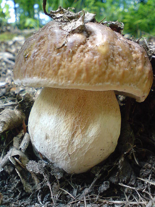 hríb smrekový Boletus edulis Bull.