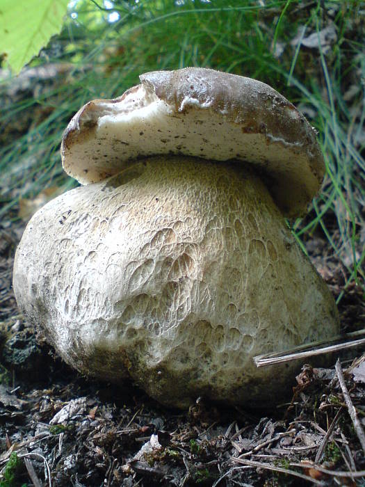 hríb smrekový Boletus edulis Bull.