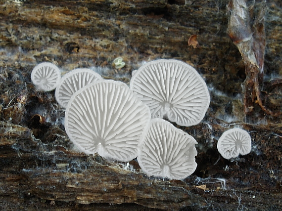 pahliva Crepidotus sp.