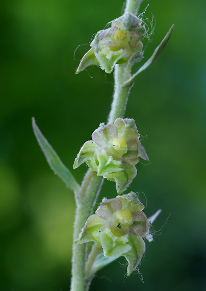 kruštík drobnolistý Epipactis microphylla (Ehrh.) Swartz