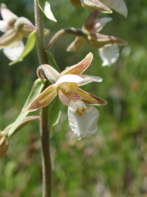 kruštík močiarny Epipactis palustris (L.) Crantz