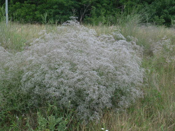 gypsomilka metlinatá Gypsophylla paniculata