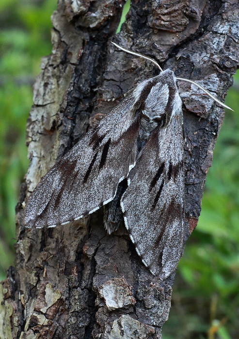 lišaj borovicový Hyloicus pinastri