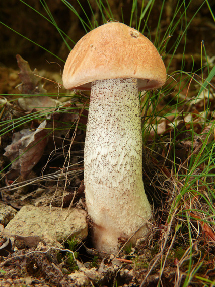 kozák osikový Leccinum scabrum (Bull.) Gray