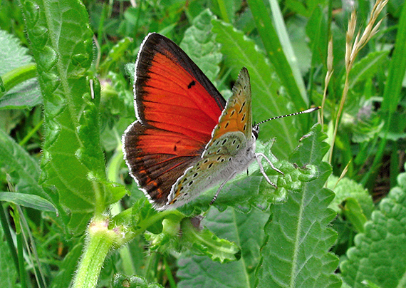 ohniváčik Lycaena candens Herrich-Schäffer,[1844]