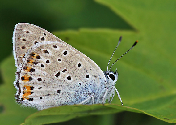 ohniváčik štiavový Lycaena hippothoe