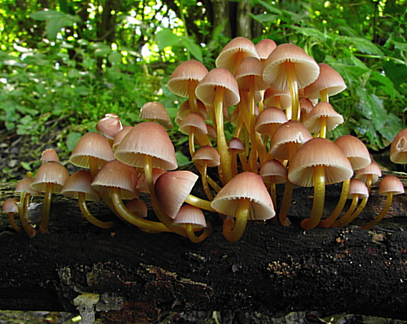 prilbička žltohlúbiková Mycena renati  Quél.