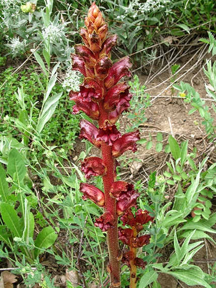 záraza útla Orobanche gracilis Sm.