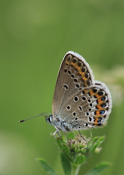 modráčik čiernoobrúbený  Plebejus argus