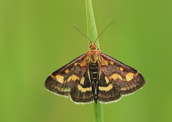 vijačka purpurová Pyrausta purpuralis