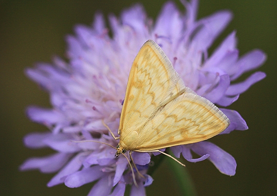 vijačka lobodová Sitochroa verticalis