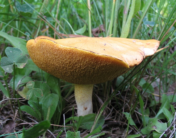 masliak zrnitý Suillus granulatus (L.) Roussel