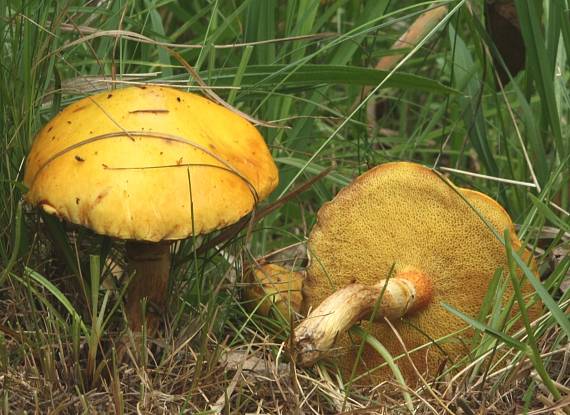 masliak smrekovcový Suillus grevillei (Klotzsch) Singer