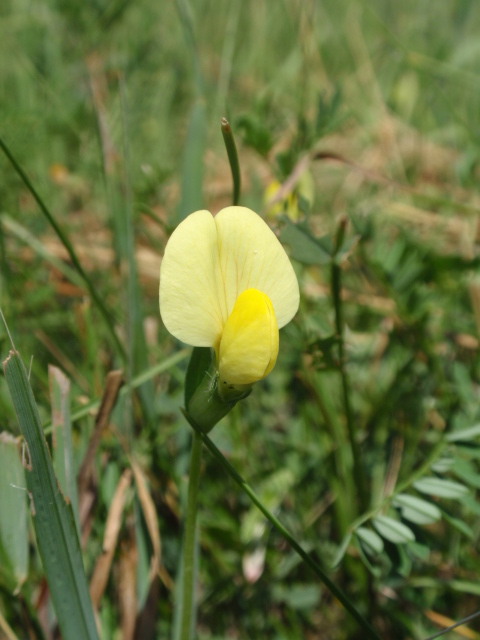 paľadenec prímorský Tetragonolobus maritimus (L.) Roth