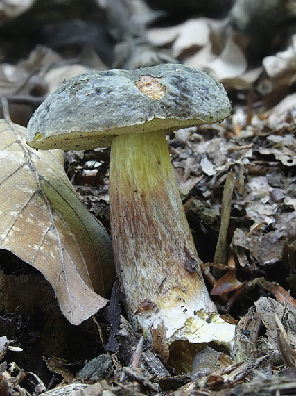 suchohríb zamatový Xerocomellus pruinatus (Fr.) Šutara