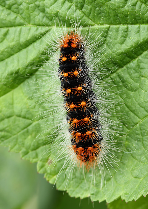 mramorovka rakytová Acronicta auricoma