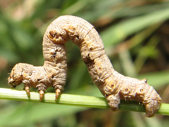 piadivka bodkovaná Agriopis marginaria