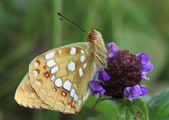 perlovec fialkový Argynnis adippe