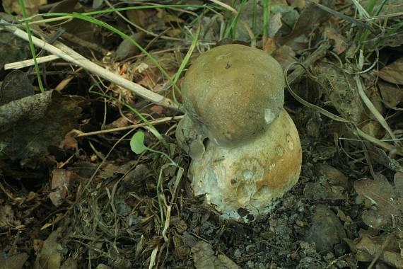 hríb bronzový? Boletus aereus? Bull. ex Fr.