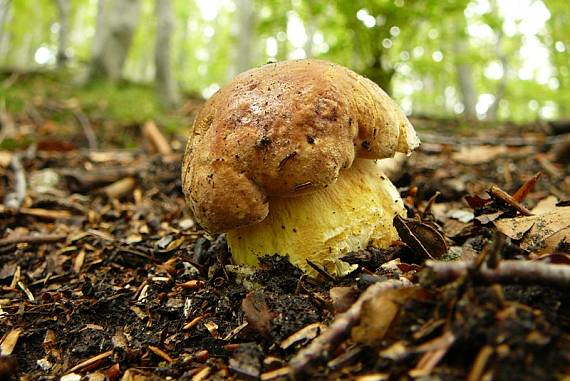 hríb sosnový Boletus pinophilus Pil. et Dermek in Pil.