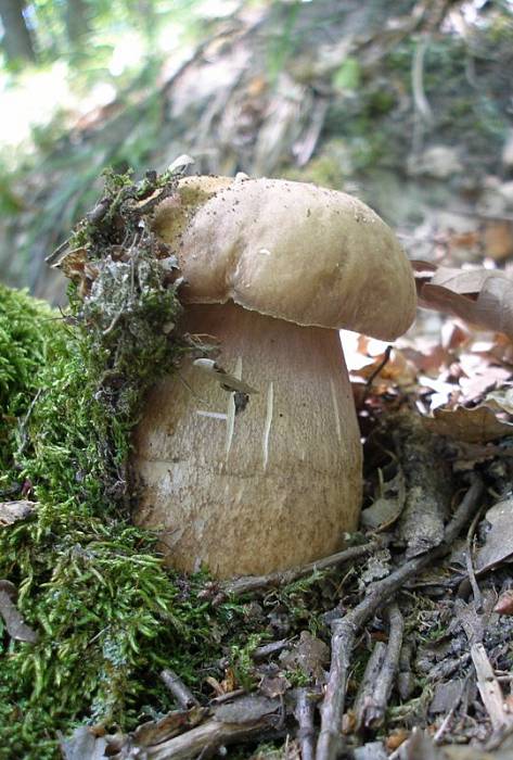 hríb dubový Boletus reticulatus Schaeff.