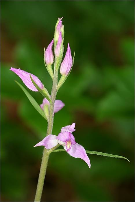 prilbovka červená Cephalanthera rubra (L.) Rich.