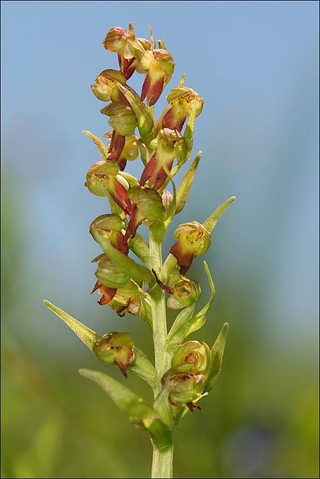 vstavačovec zelený Dactylorhiza viridis (L.) A.M. Bateman, A.M. Pridgeon &amp; M. Chase