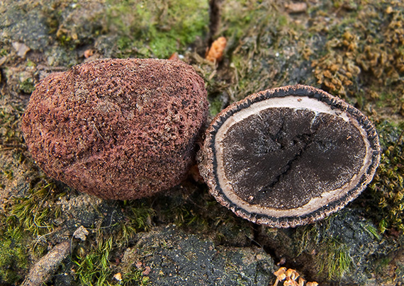 srnka ostnatá Elaphomyces aculeatus Vittad.