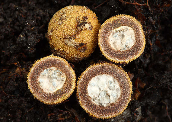 srnka ježatá Elaphomyces muricatus Fr.