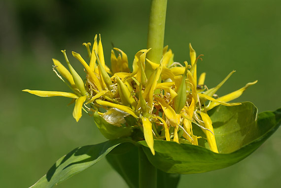 horec žltý - hořec žlutý Gentiana lutea L.