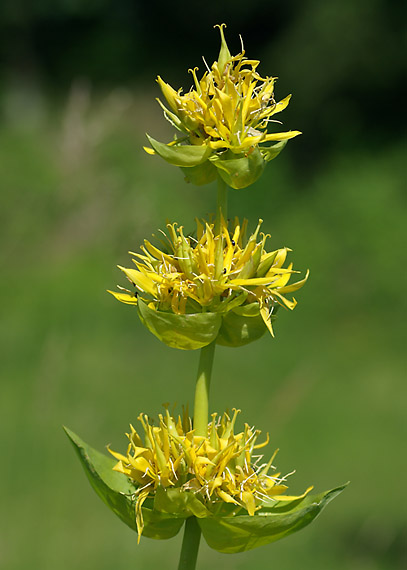 horec žltý - hořec žlutý Gentiana lutea L.
