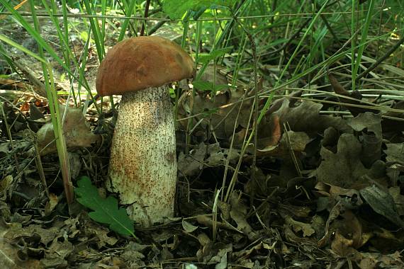 kozák dubový Leccinum aurantiacum (Bull.) Gray