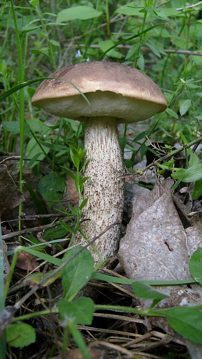 kozák brezový Leccinum scabrum (Bull.) Gray