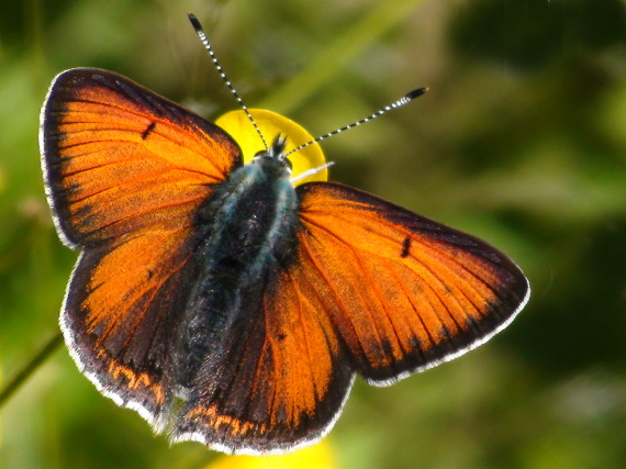 ohniváčik štiavový (samec) Lycaena hippothoe