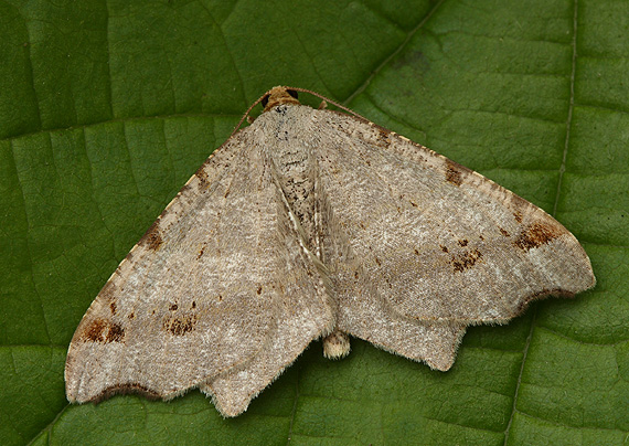 listnatka kosákovitá  Macaria alternata