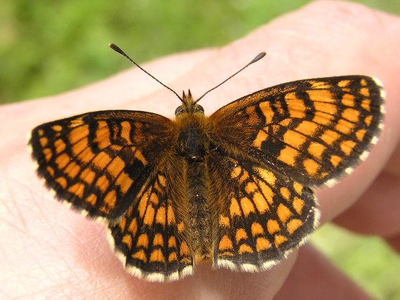 hnedáčik skorocelový Melitaea athalia