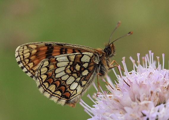 hnedáčik veronikový Melitaea aurelia