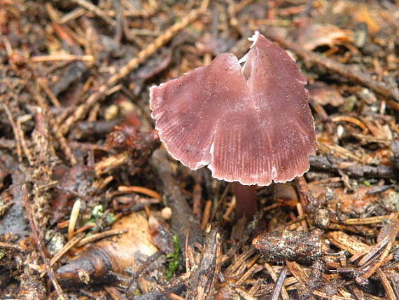 prilbička reďkovková Mycena pura (Pers.) P. Kumm.