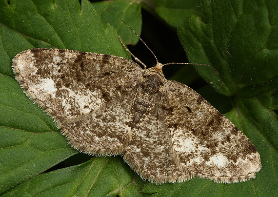 kôrovka liesková  Parectropis similaria