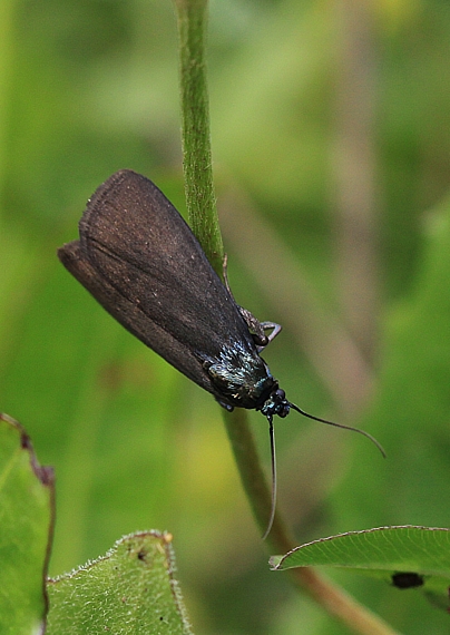 vijačka Pyrausta coracinalis