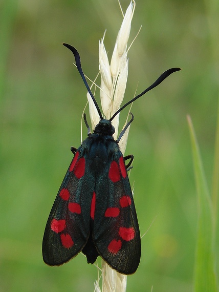 vretienka obyčajná Zygaena filipendulae