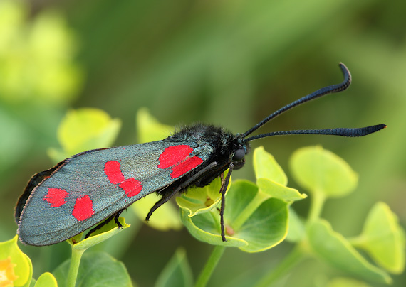 vretienka obyčajná Zygaena filipendulae