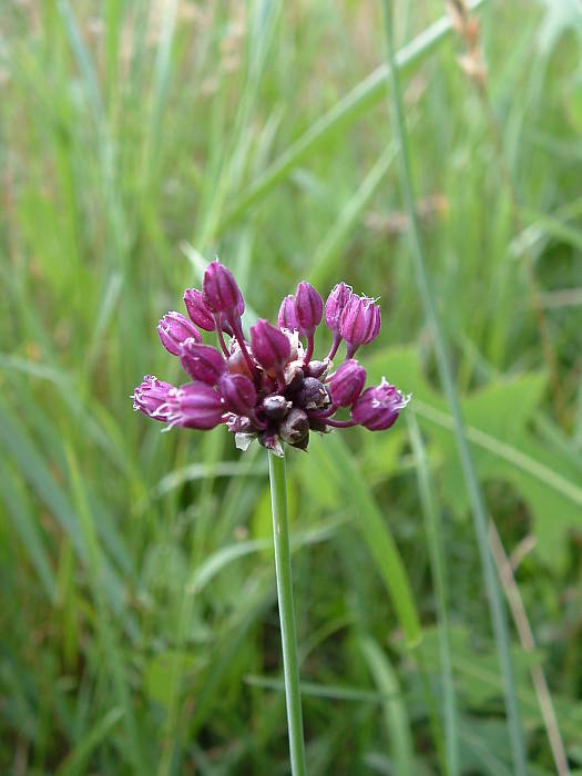 cesnak orešcový Allium scorodoprasum L.